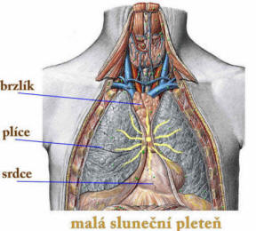 Malá sluneční pleteň