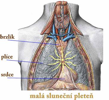 brzlik-plice-srdce.jpg